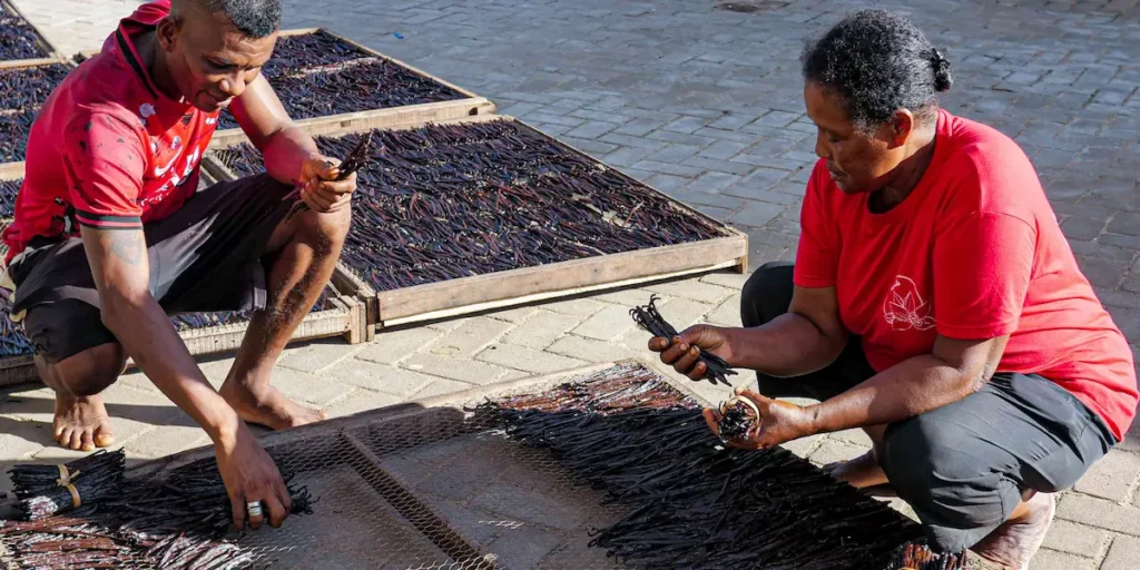 Vanille de Madagascar