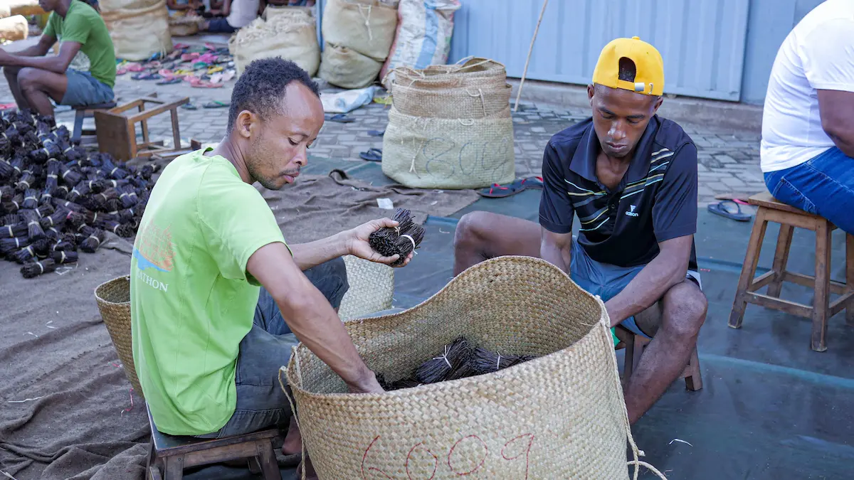 La Vanille de Madagascar
