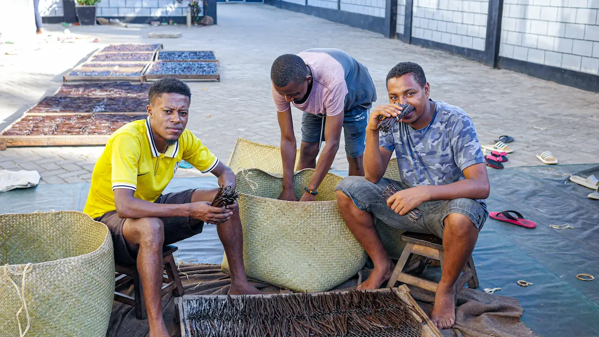 Blog sur la vanille de Madagascar