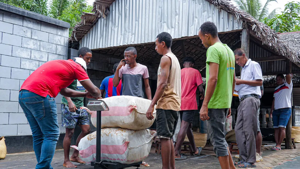 Commerce équitable — Gousses de vanille cuts de Madagascar — Fair Trade Madagascar vanilla cuts, ethically sourced premium quality