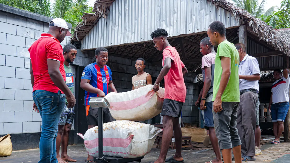 Commerce équitable — Fair Trade vanilla from Madagascar, ethically sourced