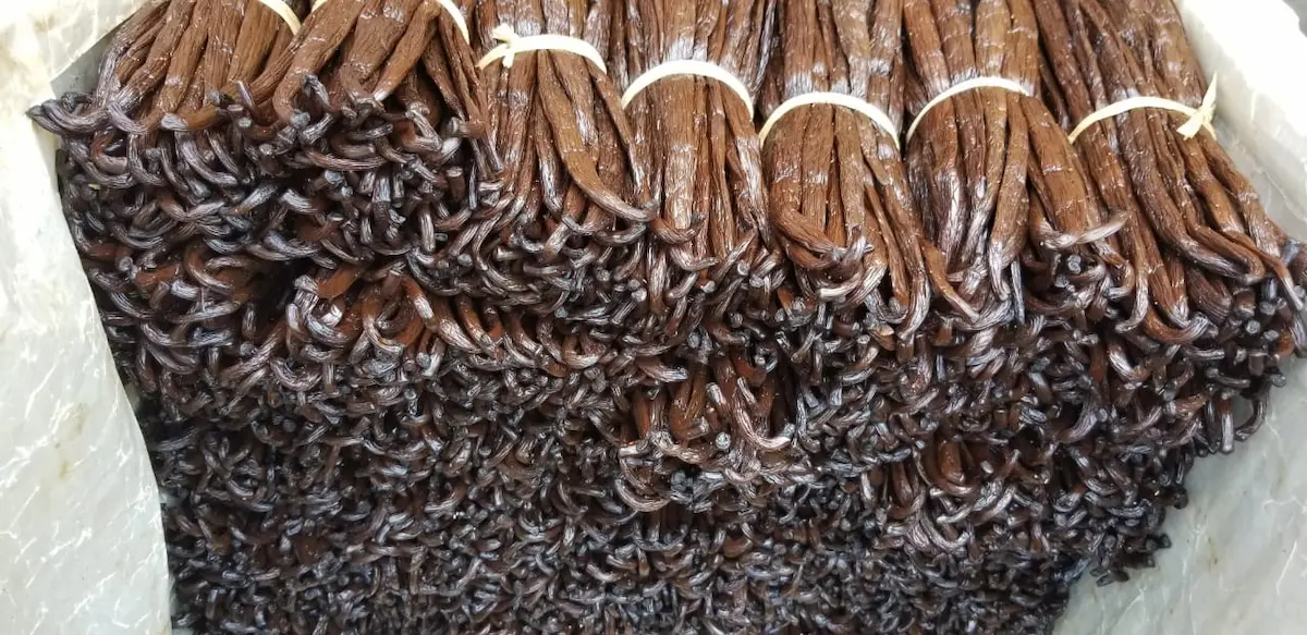 Choisir sa vanille : guide pour identifier la qualité