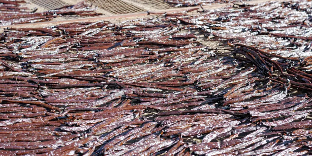 Vanilla beans / Gousses de vanille from Madagascar drying naturally to preserve aroma and quality