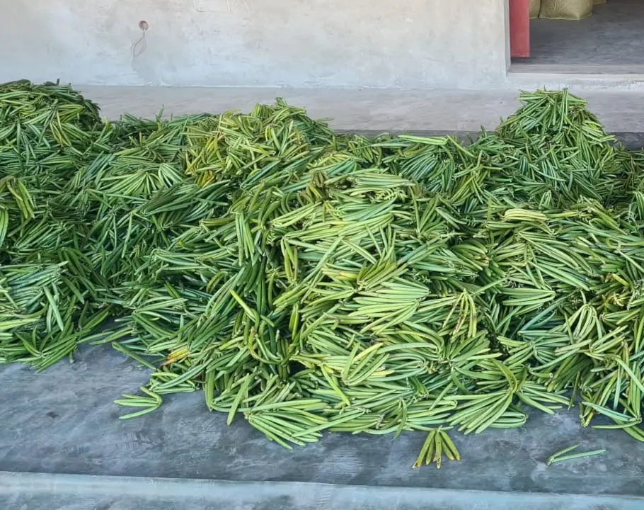 Green vanilla pods from Madagascar, fresh and premium quality