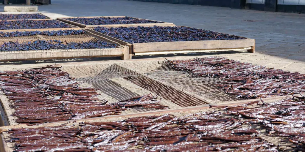 Vanilla beans / Gousses de vanille from Madagascar drying using traditional methods