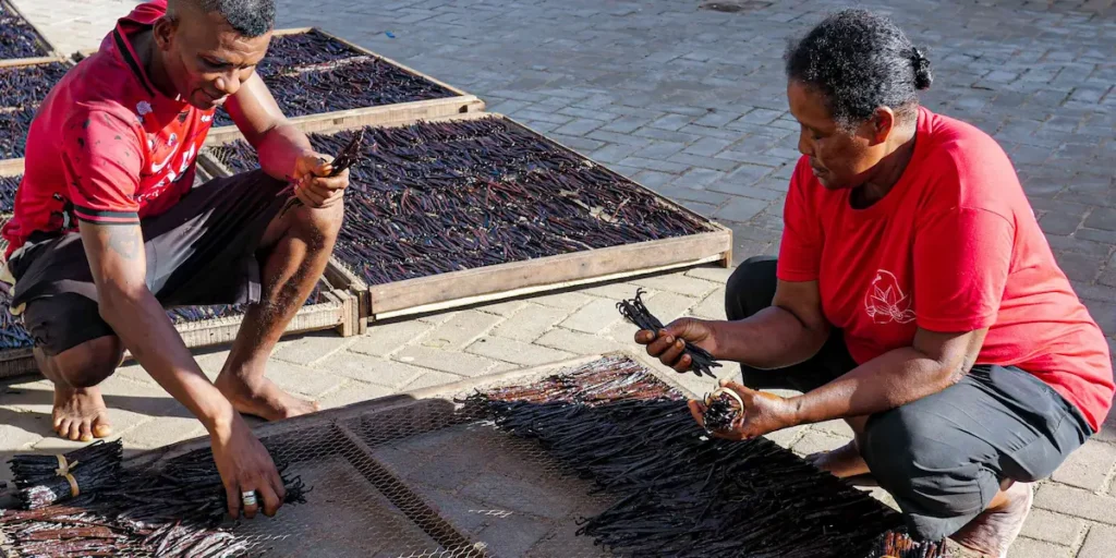 Premium Madagascar vanilla beans drying, ready for export