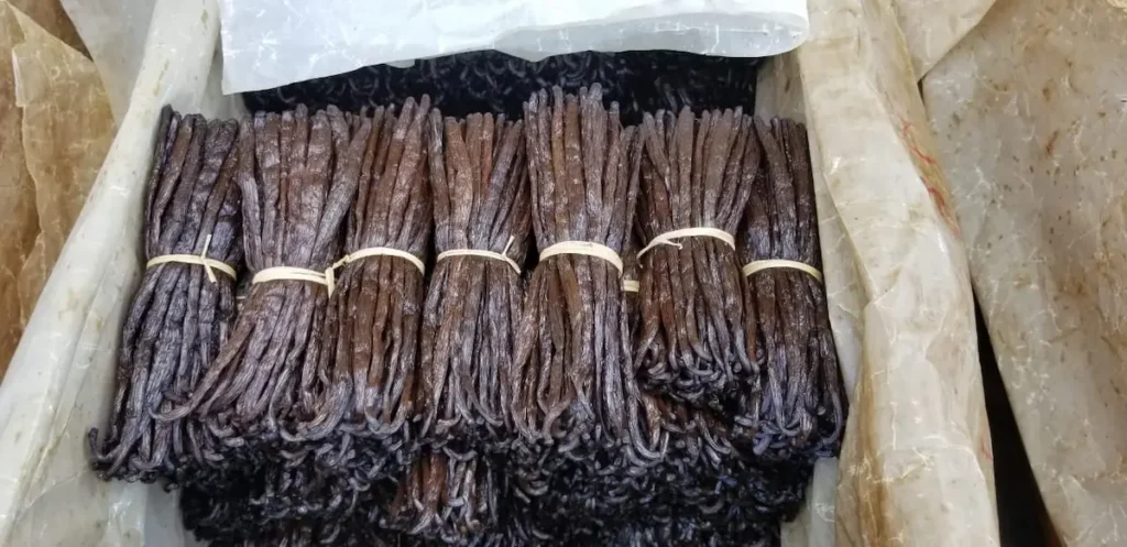 Premium vanilla beans drying / Gousses de vanille premium en cours de séchage from Madagascar