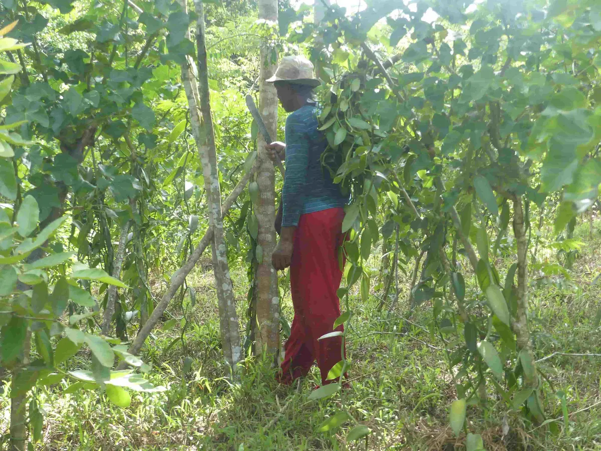 Green vanilla beans from Madagascar, fresh and high quality